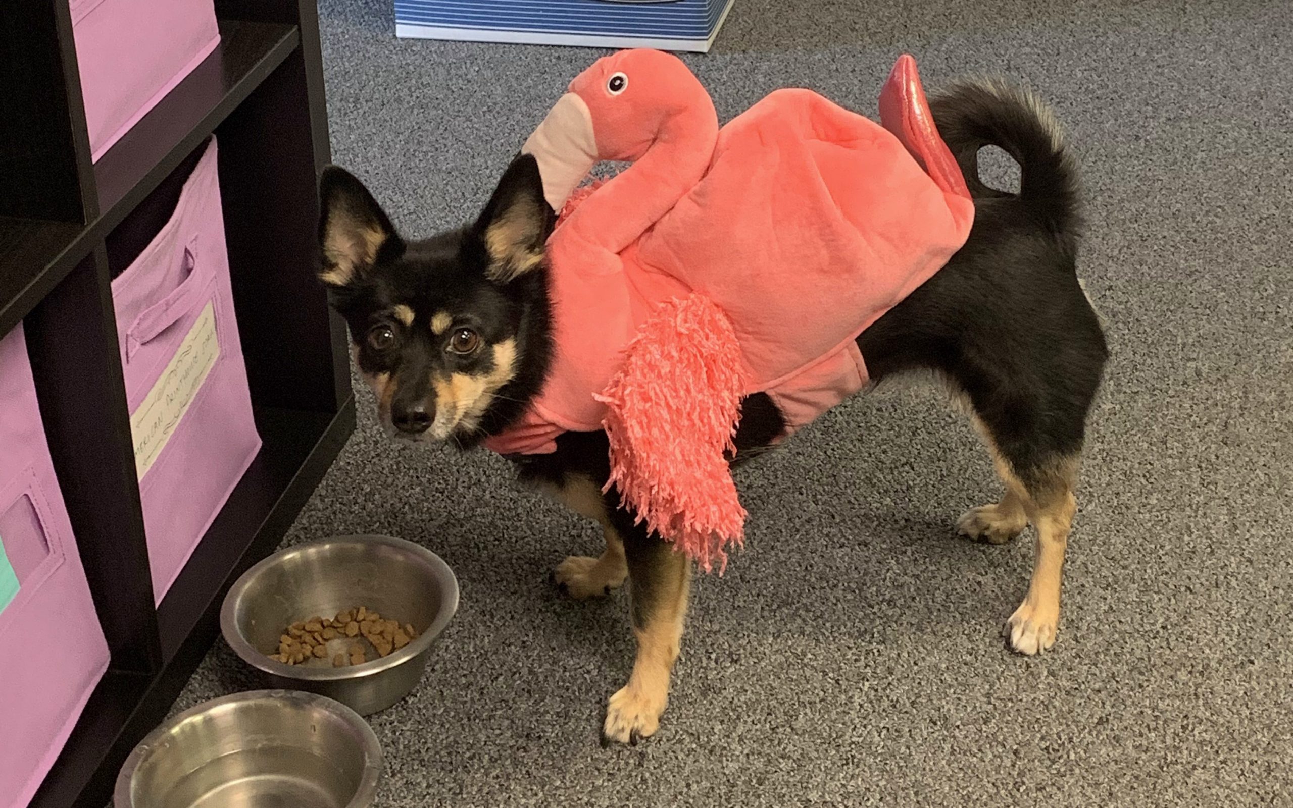 Dog Halloween Costume Flamingo